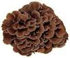 maitake mushrooms