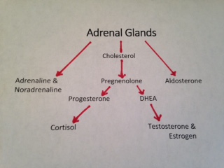 adrenals1